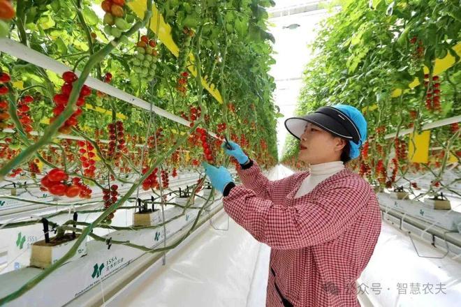 智能温室里的番茄标准化种植从“收一季”到收全年(图9)
