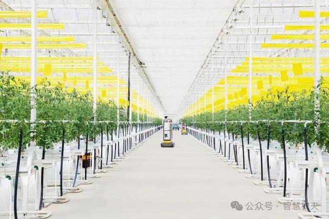 智能温室里的番茄标准化种植从“收一季”到收全年(图10)