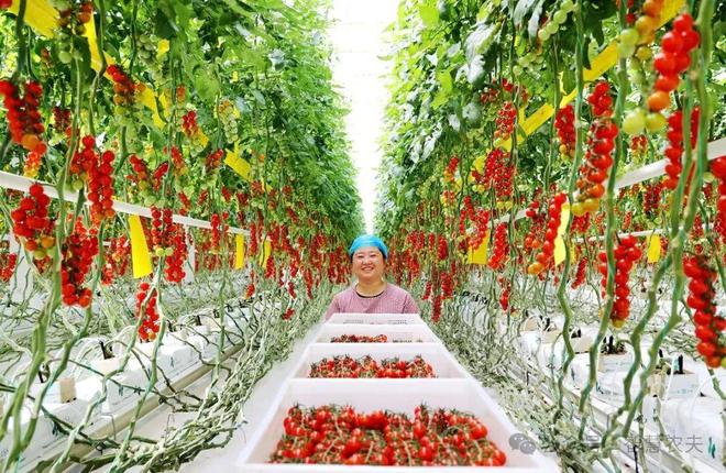 智能温室里的番茄标准化种植从“收一季”到收全年(图11)