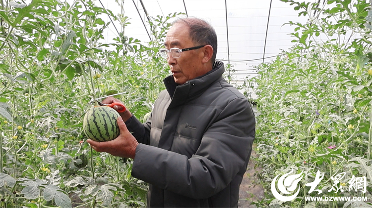 舌尖上的春天 广饶县冰糖翠玉小西瓜抢“鲜”上市 特色种植助力乡村振兴(图4)