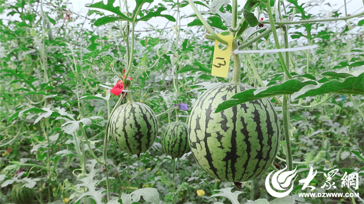 舌尖上的春天 广饶县冰糖翠玉小西瓜抢“鲜”上市 特色种植助力乡村振兴(图2)