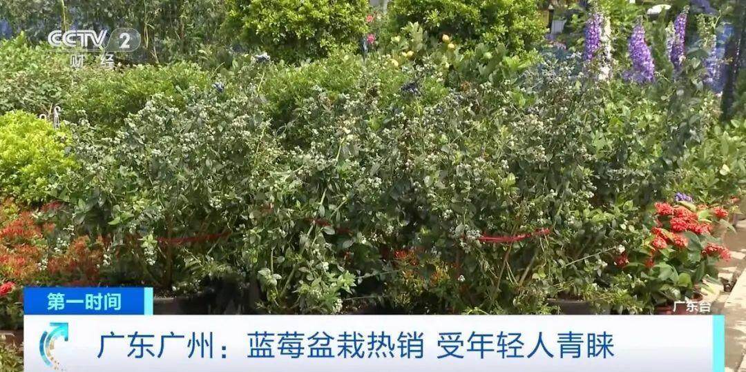 “高价水果”蓝莓价格大跳水业内人士：还能降(图3)
