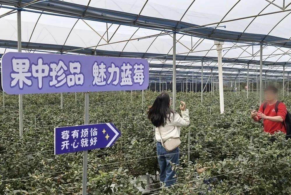 “高价水果”蓝莓价格大跳水业内人士：还能降(图4)