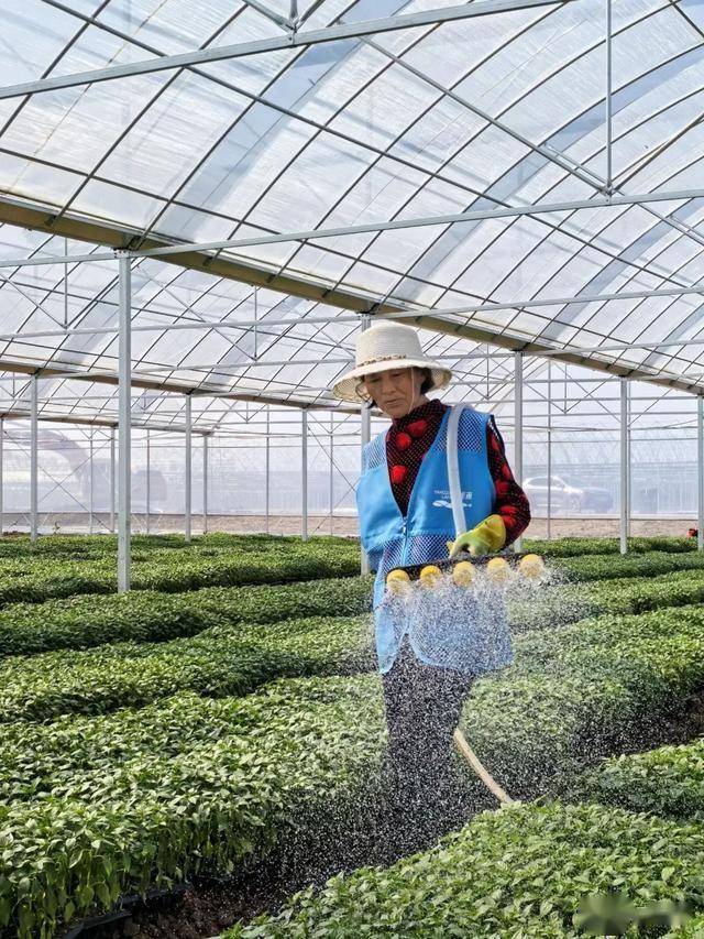 东西湖的“椒”傲(图2)