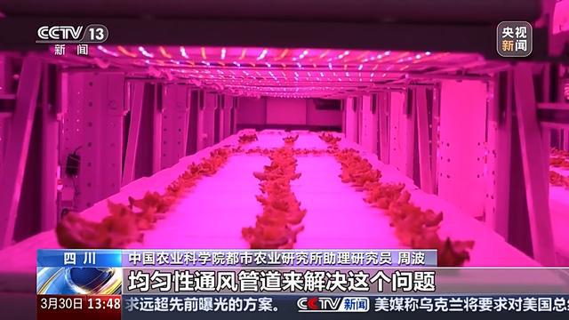 ope体育下载蘑菇种植和空调产业跨界合作 未来设施农业的“N种”打开方式(图9)