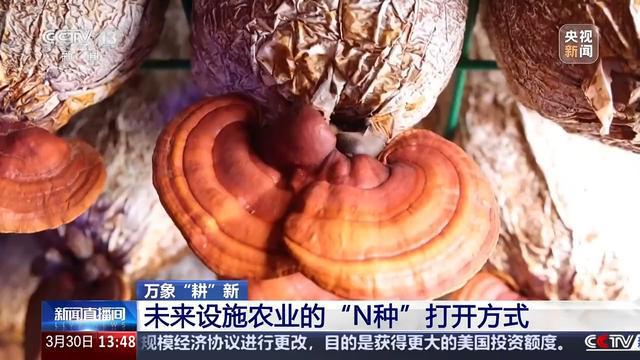 ope体育下载蘑菇种植和空调产业跨界合作 未来设施农业的“N种”打开方式(图10)
