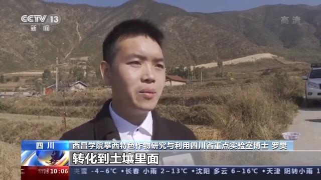 土壤改良科学种植 今年喜德中坝村的“冬闲”时节不一样(图2)
