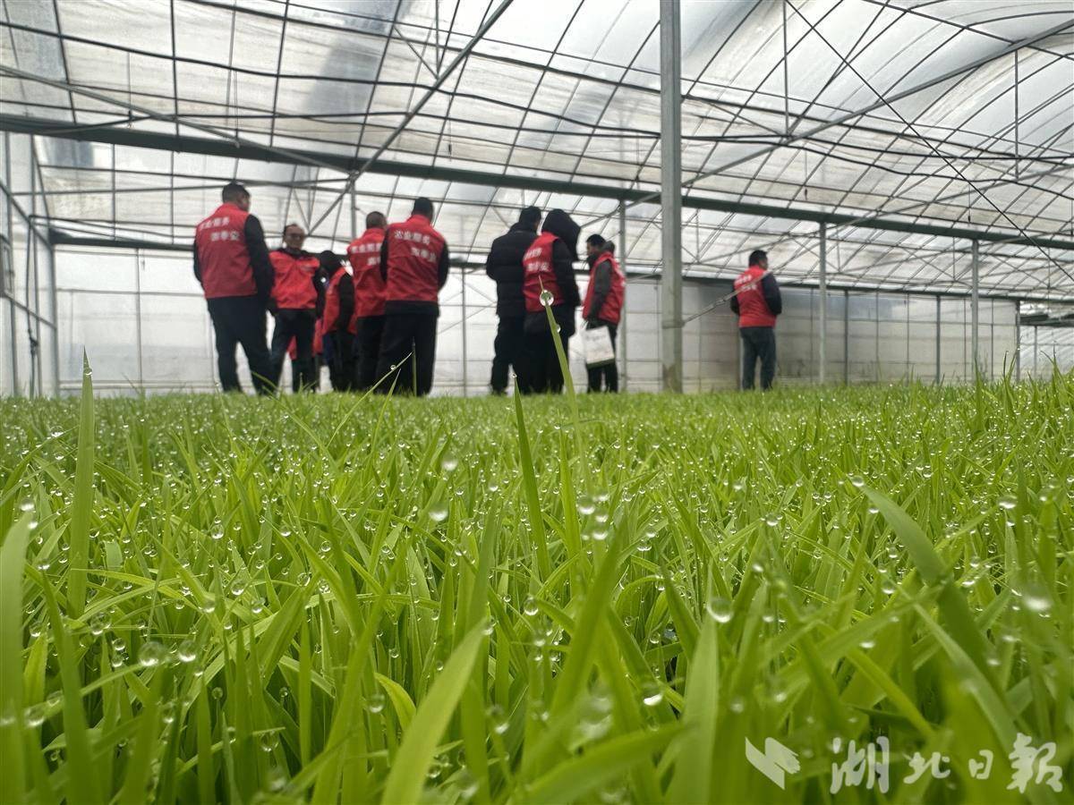2000亩种植订单分给46个农户 农服公司“自找麻烦”(图2)