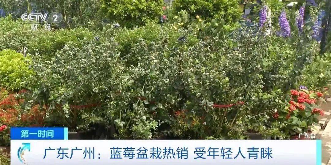 “网红水果”大降价啦(图3)