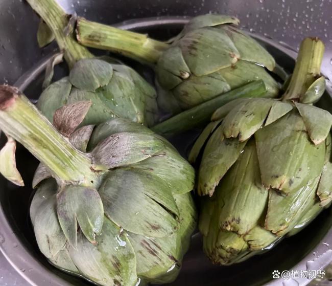 朝鲜蓟公摊面积最大的一种蔬菜(图2)