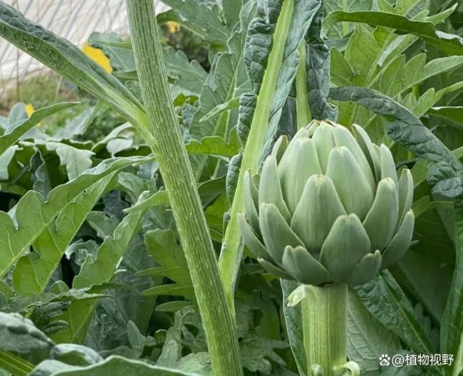 朝鲜蓟公摊面积最大的一种蔬菜(图3)