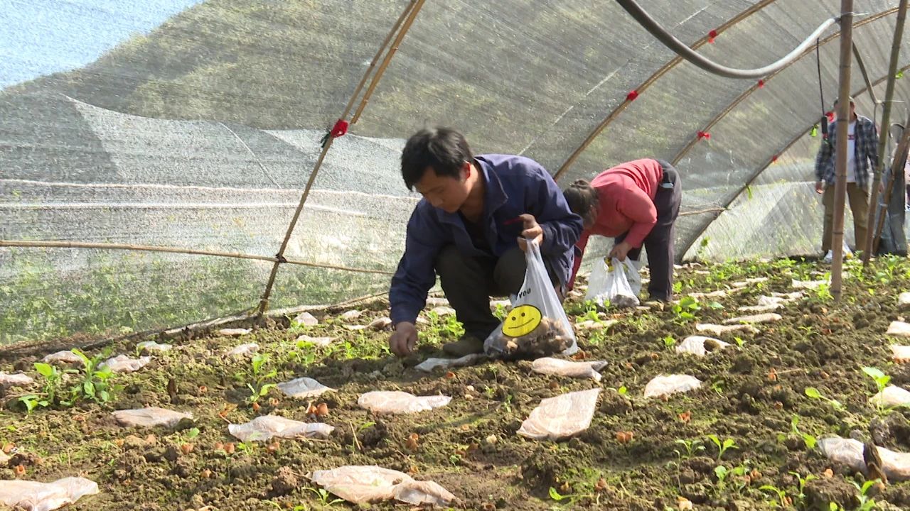 普定陈堡村：羊肚菌大丰收 群众喜开颜(图2)