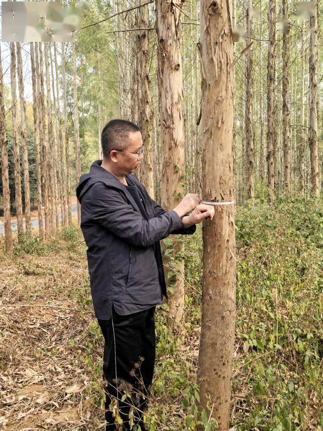 桉树种植：是懒人致富的捷径还是遥不可及的美梦？(图5)