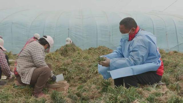 中药材麦冬种植忙 乡村振兴致富有“良方”(图2)