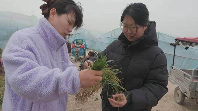 中药材麦冬种植忙 乡村振兴致富有“良方”(图4)