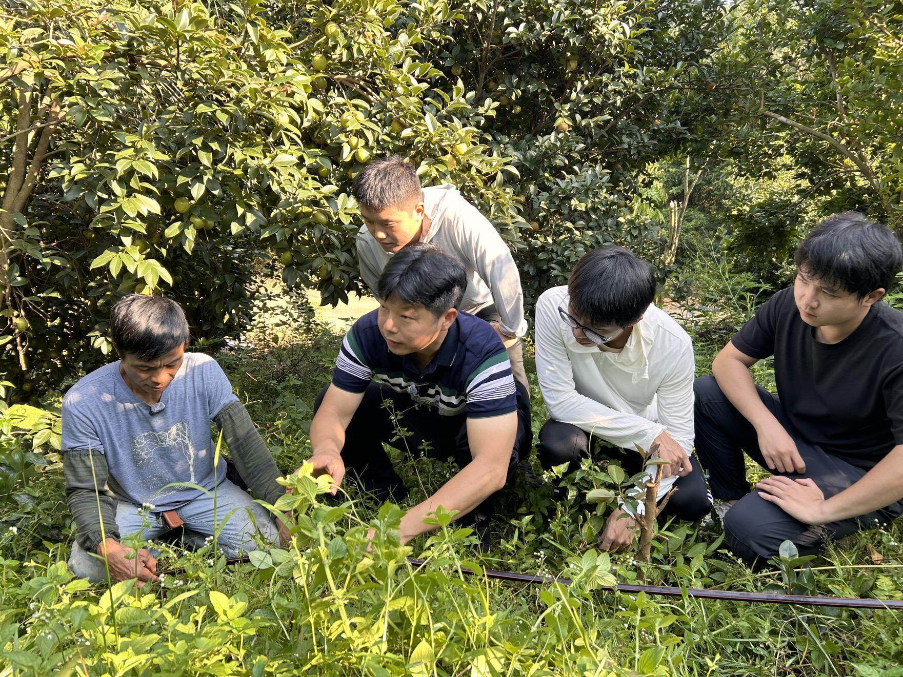 广东以科技服务助力油茶种植高质量发展(图5)
