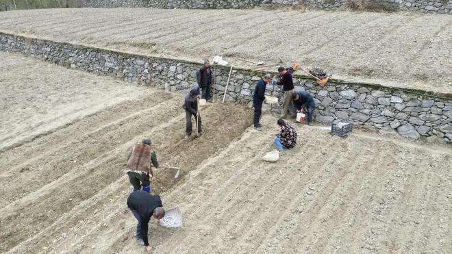 北川魔芋种植突破7万亩 全产业链条焕发新活力(图5)