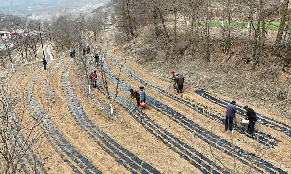 甘肃清水：田间药材种植忙 振兴路上药飘香(图2)