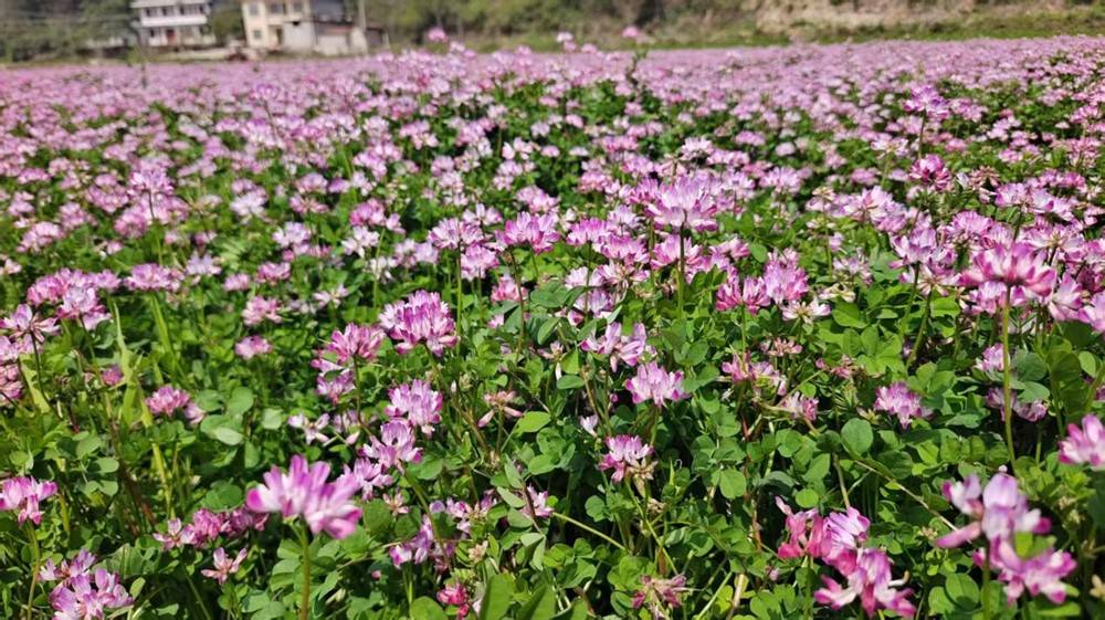 宁远：以绿肥种植绘就乡村振兴生态画卷(图2)