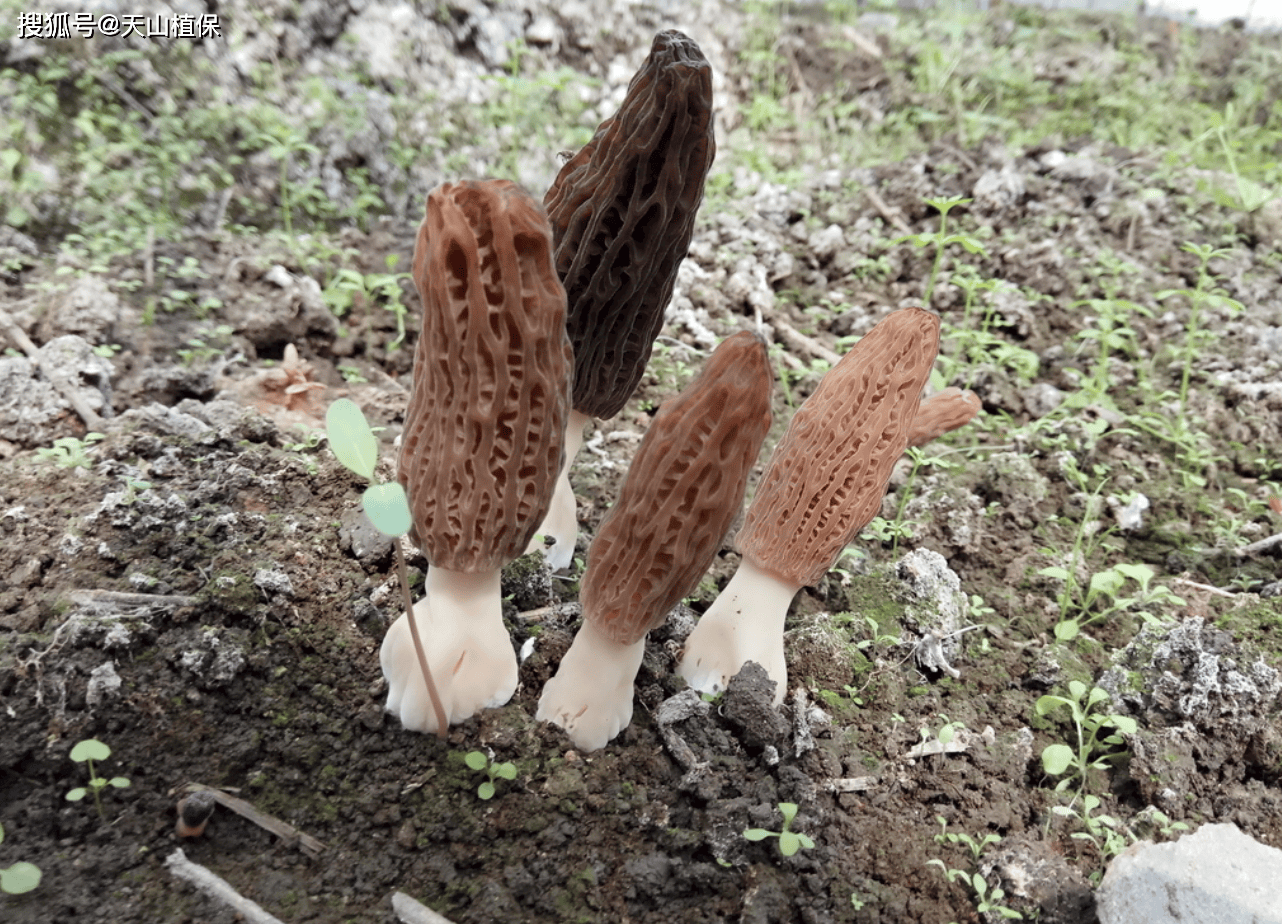 农业种植什么最赚钱？探索高收益种植项目(图2)
