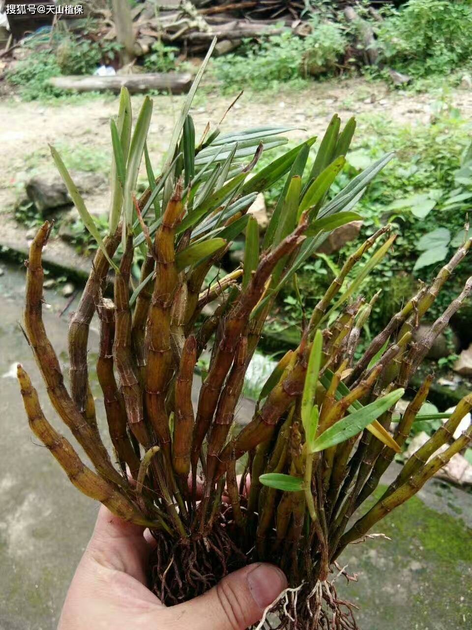 农业种植什么最赚钱？探索高收益种植项目(图3)