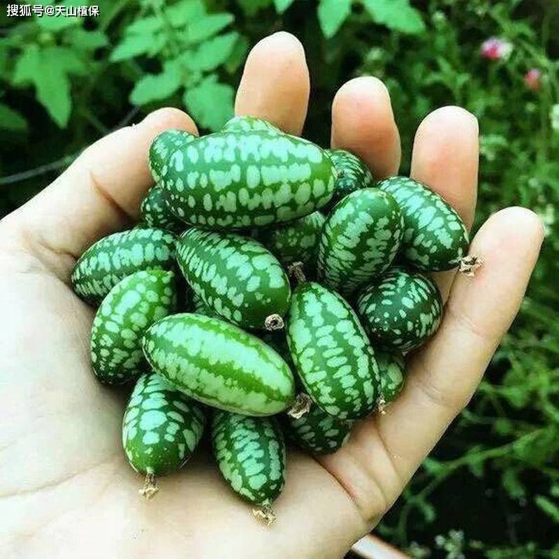 农业种植什么最赚钱？探索高收益种植项目(图4)