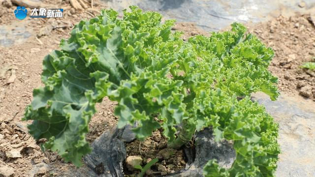 ope体育下载新乡平原示范区：特色种植打造农谷“蔬菜小镇”(图2)