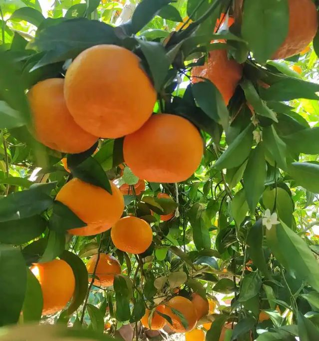 清明后水果大换季这5种水果最鲜上市期短别错过错过再等一年(图3)