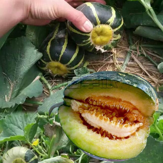 ope体育网址冰糖籽甜瓜种植时间揭秘：把握时机收获甜蜜(图3)