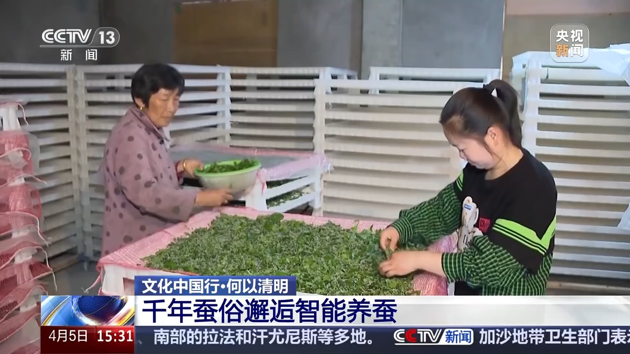 文化中国行丨播种“冰麦”“龙王”巡游智能养蚕 他们这样过清明→(图12)