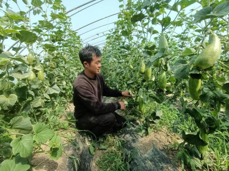 淮南潘集区：从量到质的跨越 酥瓜产业再升级(图1)