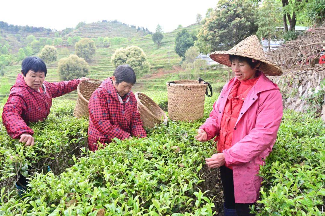 我市各地茶园进入春茶采摘季：茶园吐新绿 满山飘茶香(图2)