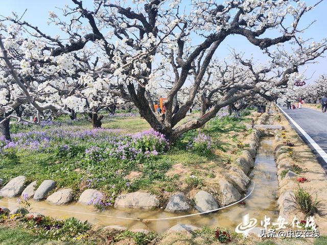 中安宿说：一棵树三世守望(图1)