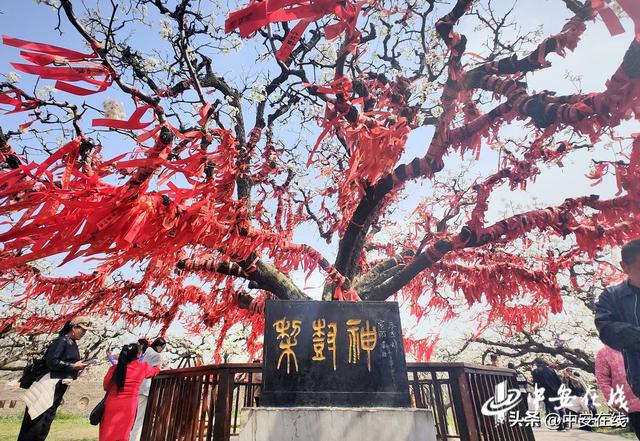 中安宿说：一棵树三世守望(图3)