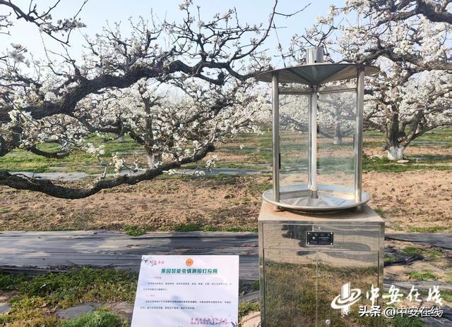 中安宿说：一棵树三世守望(图6)