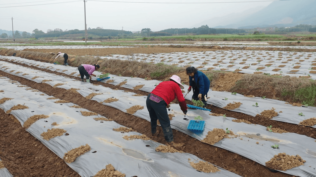 江永：万象“耕”新时 供港蔬菜种植忙(图2)