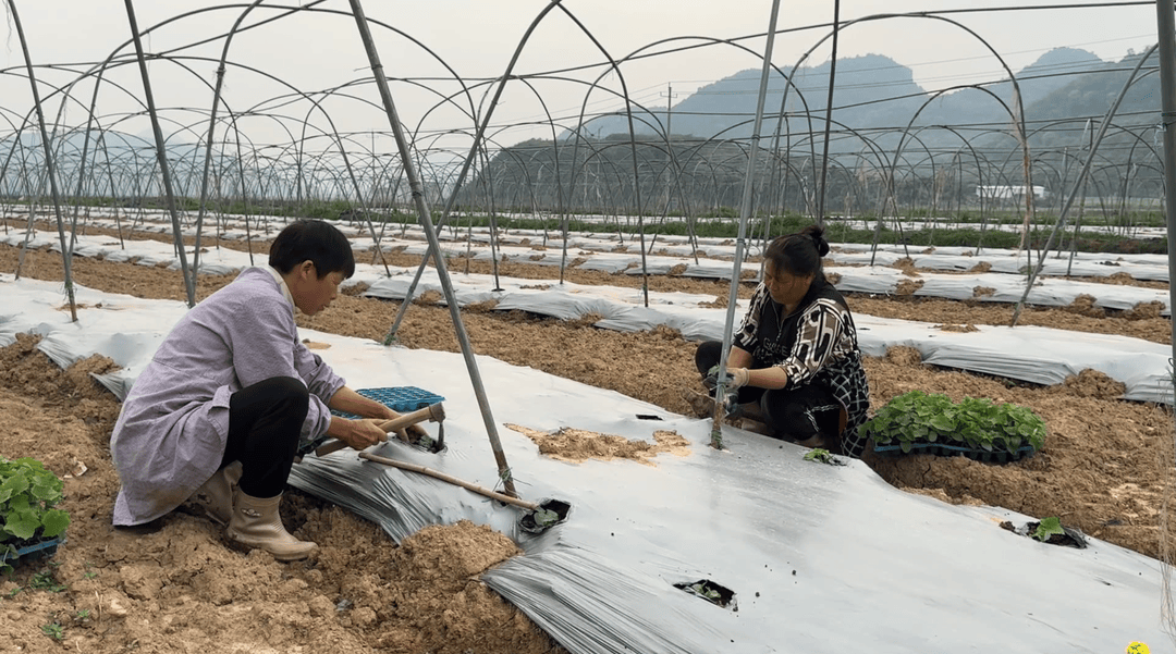 江永：万象“耕”新时 供港蔬菜种植忙(图3)