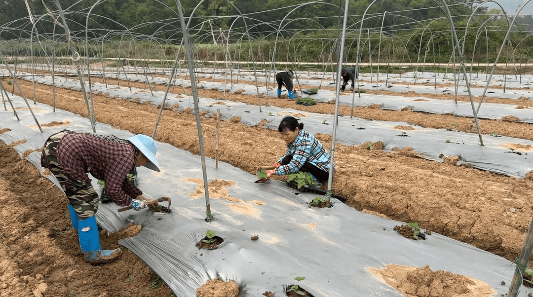 江永：万象“耕”新时 供港蔬菜种植忙(图5)