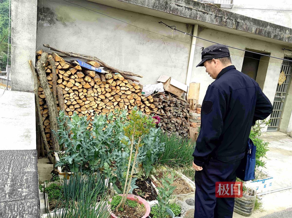 听信罂粟能止痛 湖北一男子非法种植罂粟被拘留(图2)