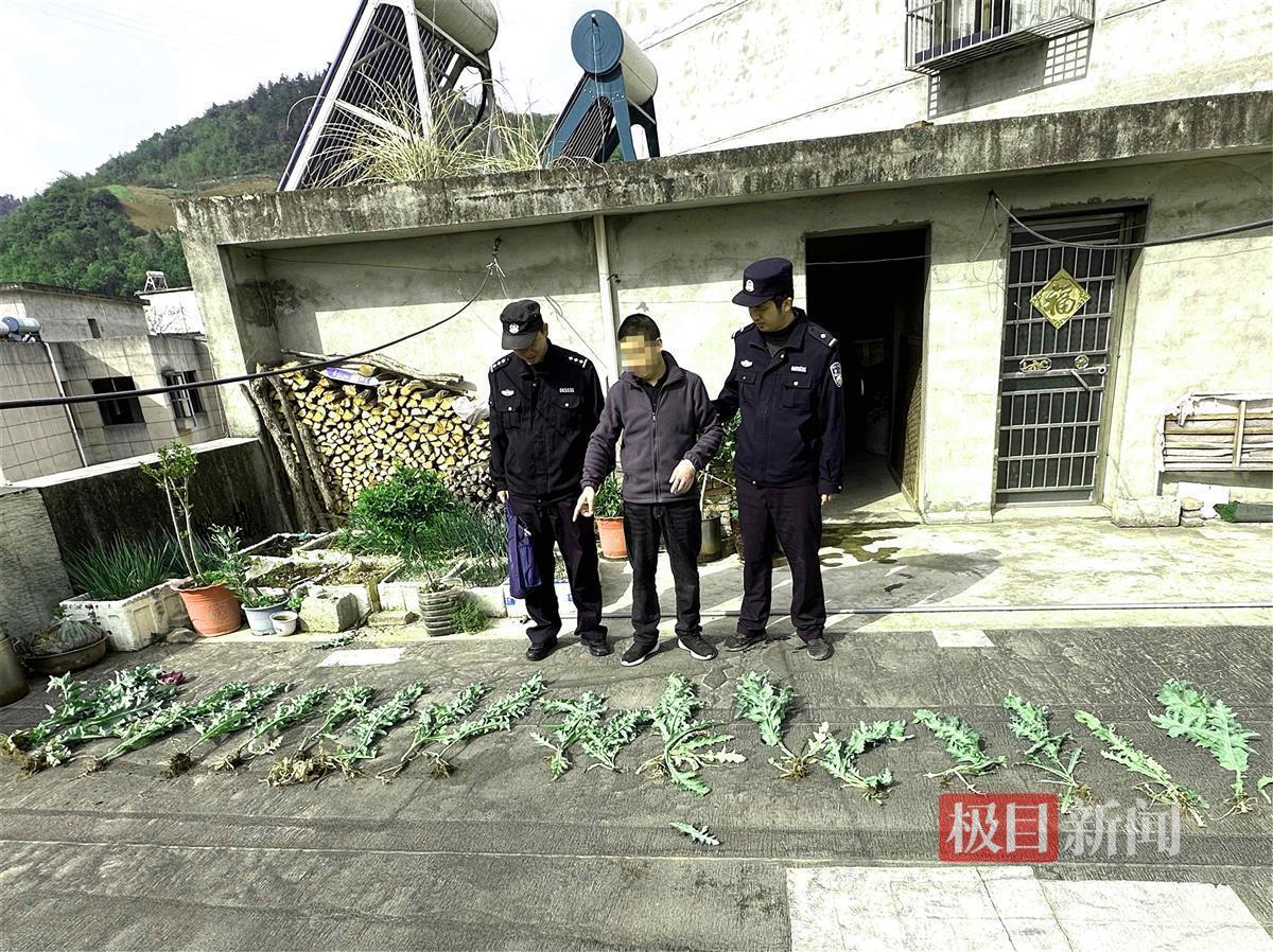 听信罂粟能止痛 湖北一男子非法种植罂粟被拘留(图3)
