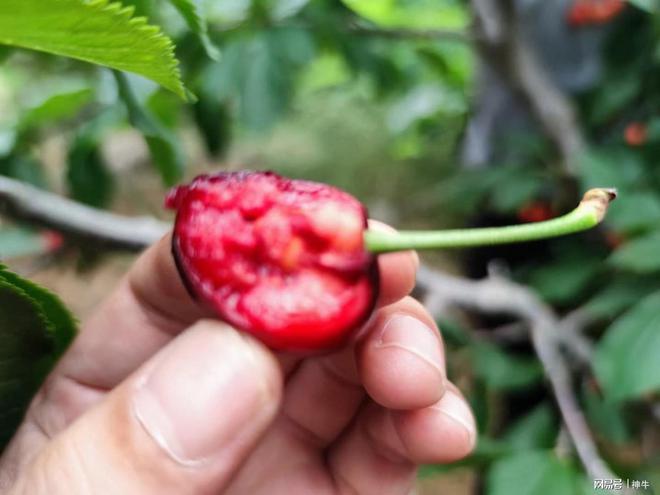 车厘子草莓价格后这3种水果开始热卖网友：大家都觉醒了(图3)