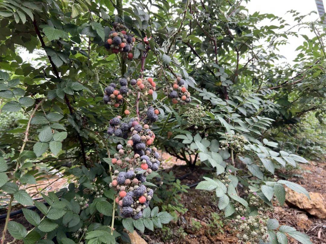 江州区：新奇水果带来“莓”好生活(图1)