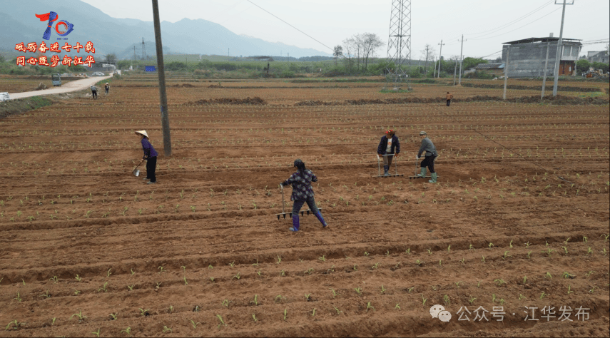 试种双复合种植模式 探索农业增收新路径(图2)