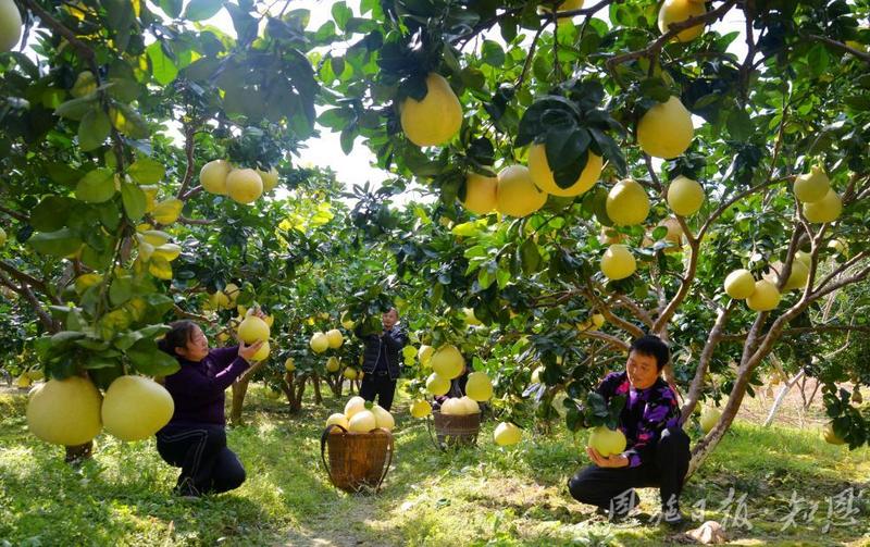 ope体育APP“四季果篮”的链式突围 ——恩施州水果产业发展密码解构(图5)