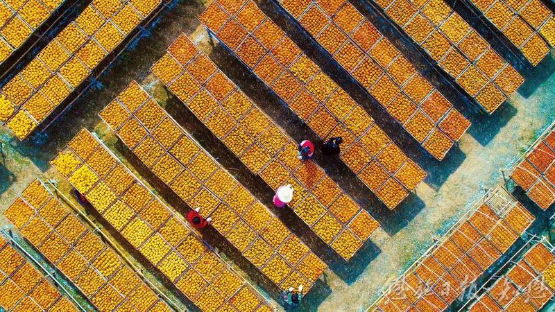 ope体育APP“四季果篮”的链式突围 ——恩施州水果产业发展密码解构(图6)