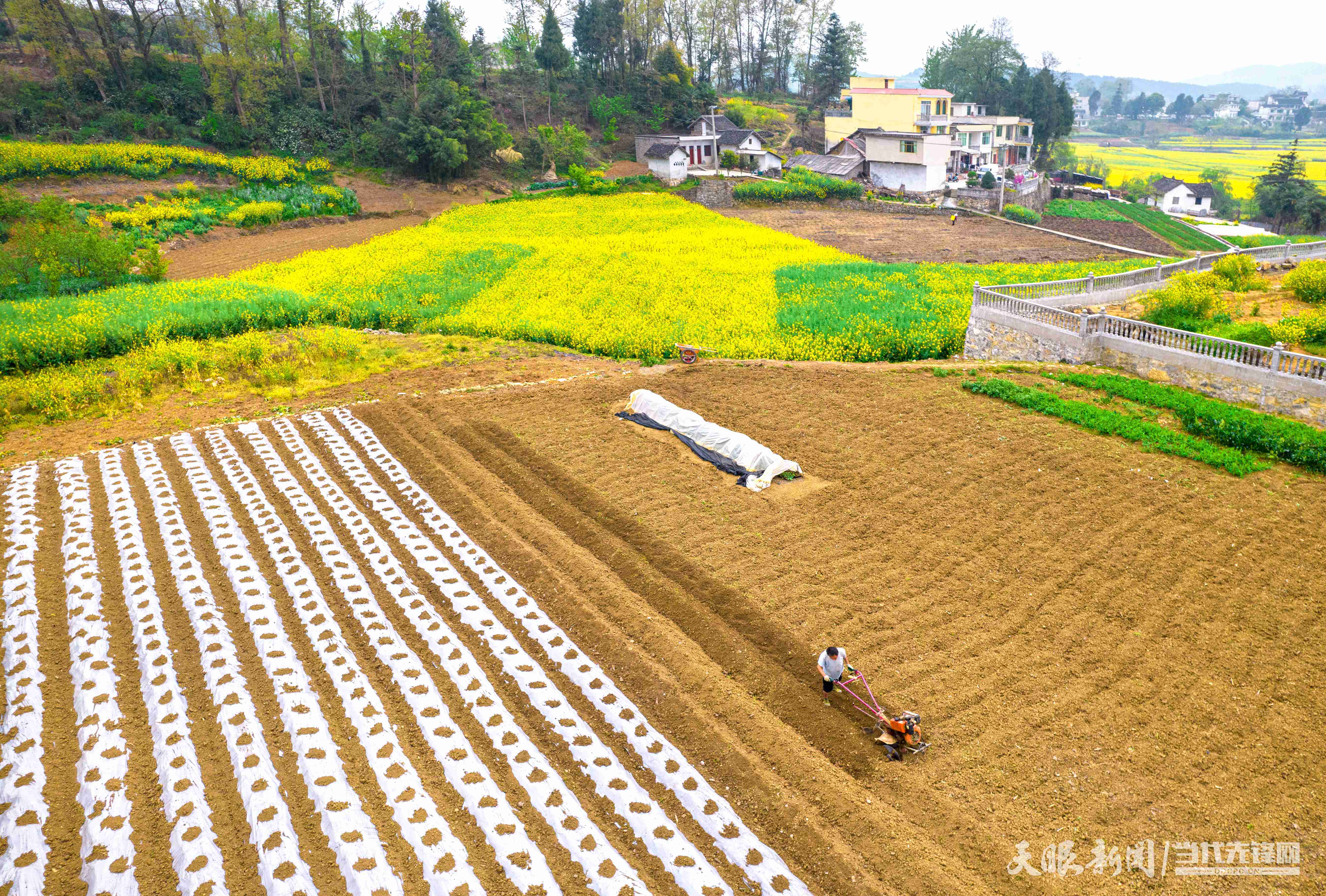 ope体育APP黔西：辣椒种植忙(图4)
