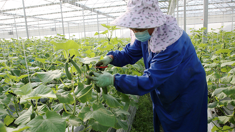 ope体育下载云南弥渡：有机蔬菜种植产业初具规模(图1)