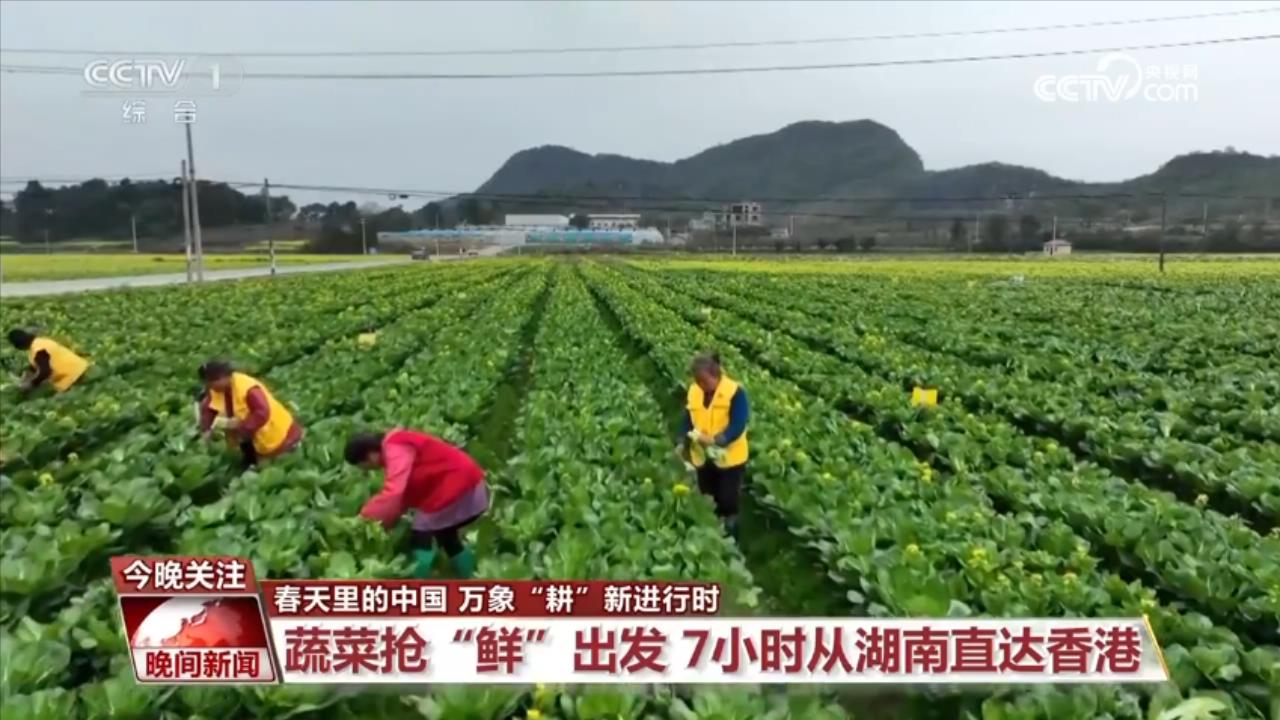 万象“耕”新进行时 蔬菜抢“鲜”7小时从湖南直达香港(图1)