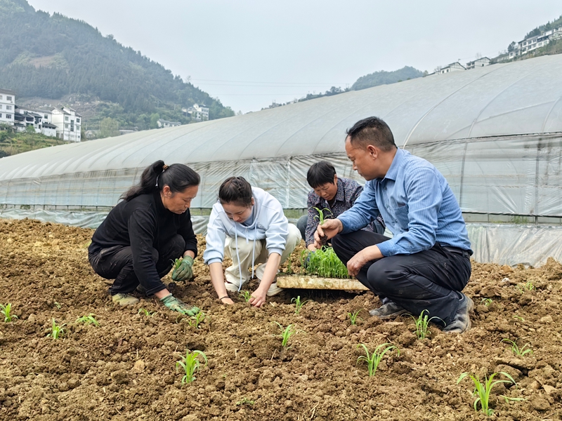 “良法+良田”仁怀茅坝ope体育下载镇：高粱移栽有保障(图2)