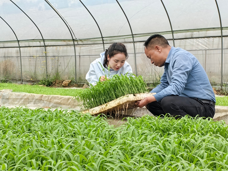 “良法+良田”仁怀茅坝ope体育下载镇：高粱移栽有保障(图4)